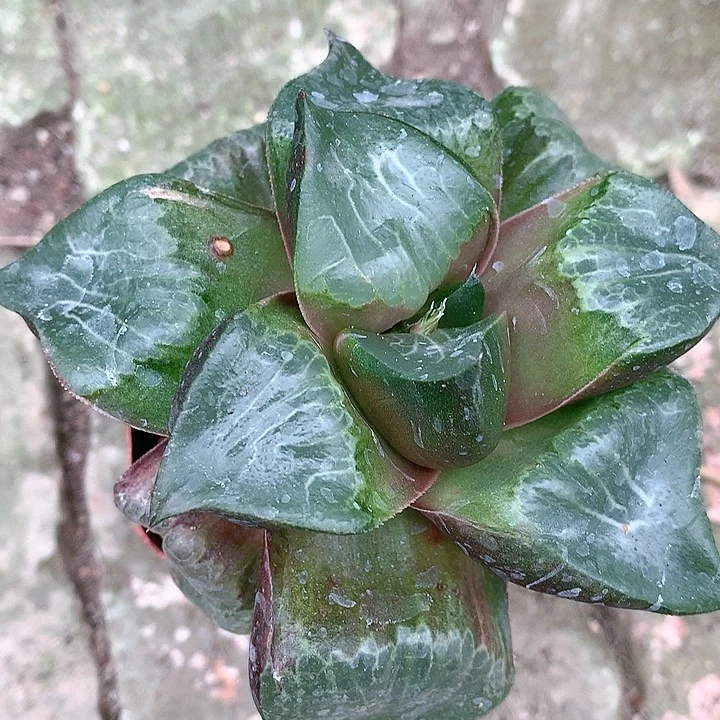 22号龙禧一物一拍