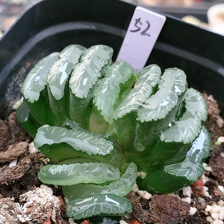 52号钻石玉扇带侧芽