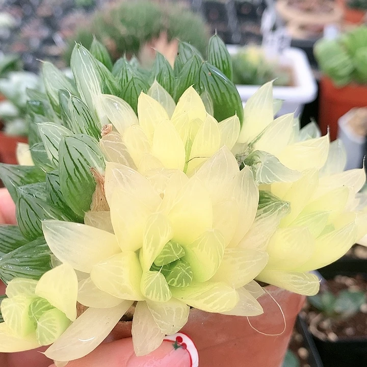 49号花火玉露锦一物一拍