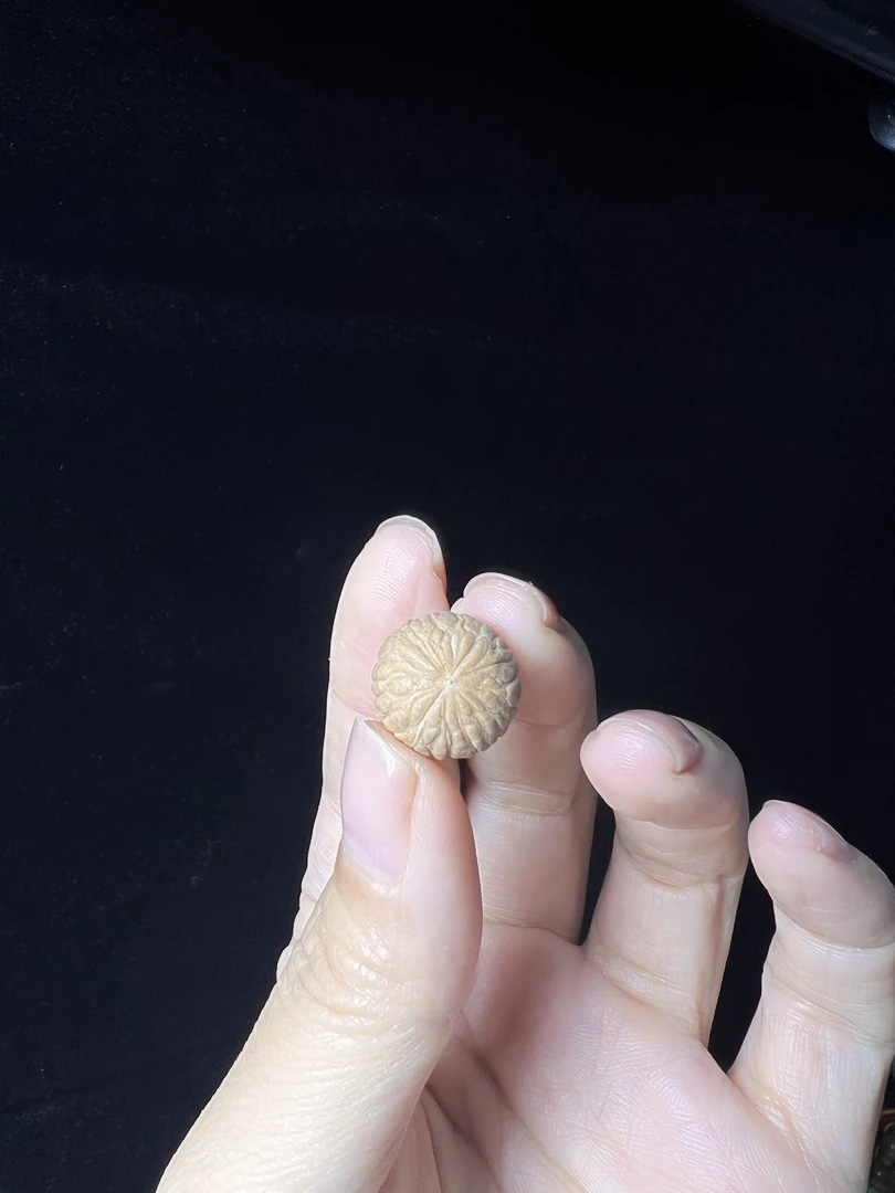 原生态同园子山地籽手串一条