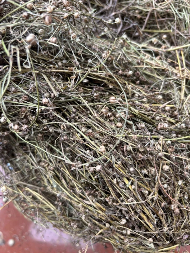 江西野生白花蛇舌草整株散装干货250g1斤包邮