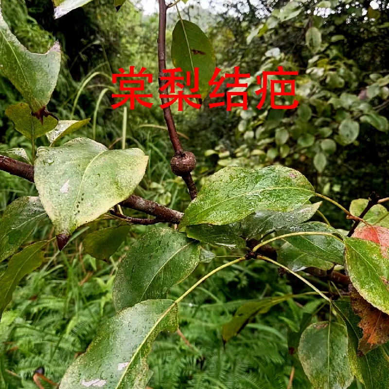 梨赞包根茎类梨沾包