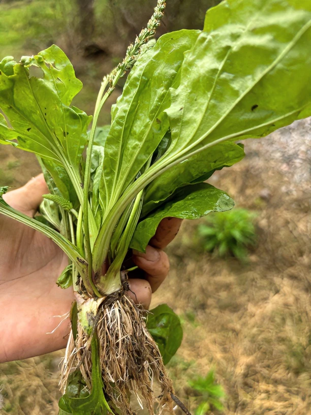 野生新鲜车前草，天然野生车轮菜现摘现发整株带根1斤2斤