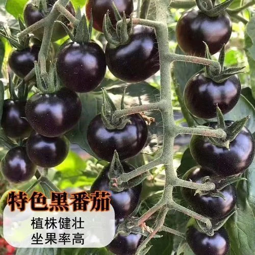 黑珍珠樱桃番茄种子四季阳台盆栽易种植黑宝石番茄水果型蔬菜种子