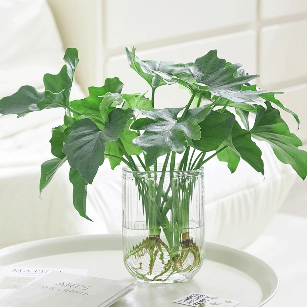 春羽水培U型瓶春羽水培绿植办公室内客厅桌面摆设盆栽花卉植物
