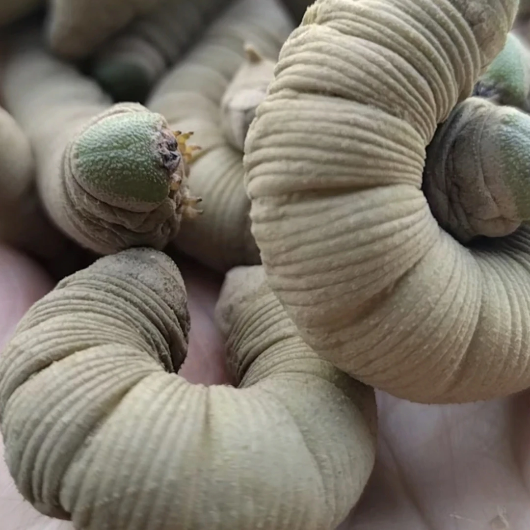 活体速冻鲜活豆地蜇豆虫，真大豆虫