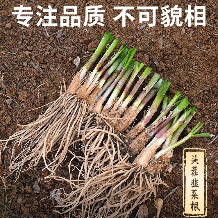 现挖韭菜根苗四季阳台盆栽可种韭菜根种籽多次收割宽大小叶韭菜根