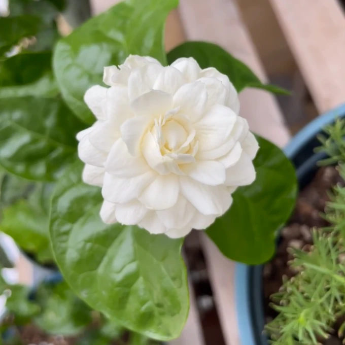 茉莉盆栽带花苞重瓣茉莉花老桩花苗室外阳台花卉四季开花