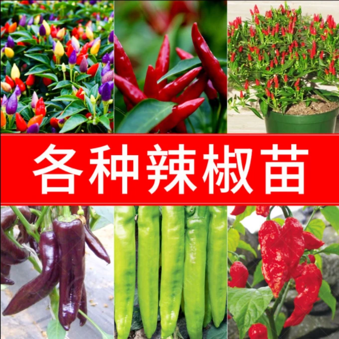 【辣椒苗】螺丝椒辣椒苗美人椒二荆条线椒五彩椒小院阳台盆栽均可