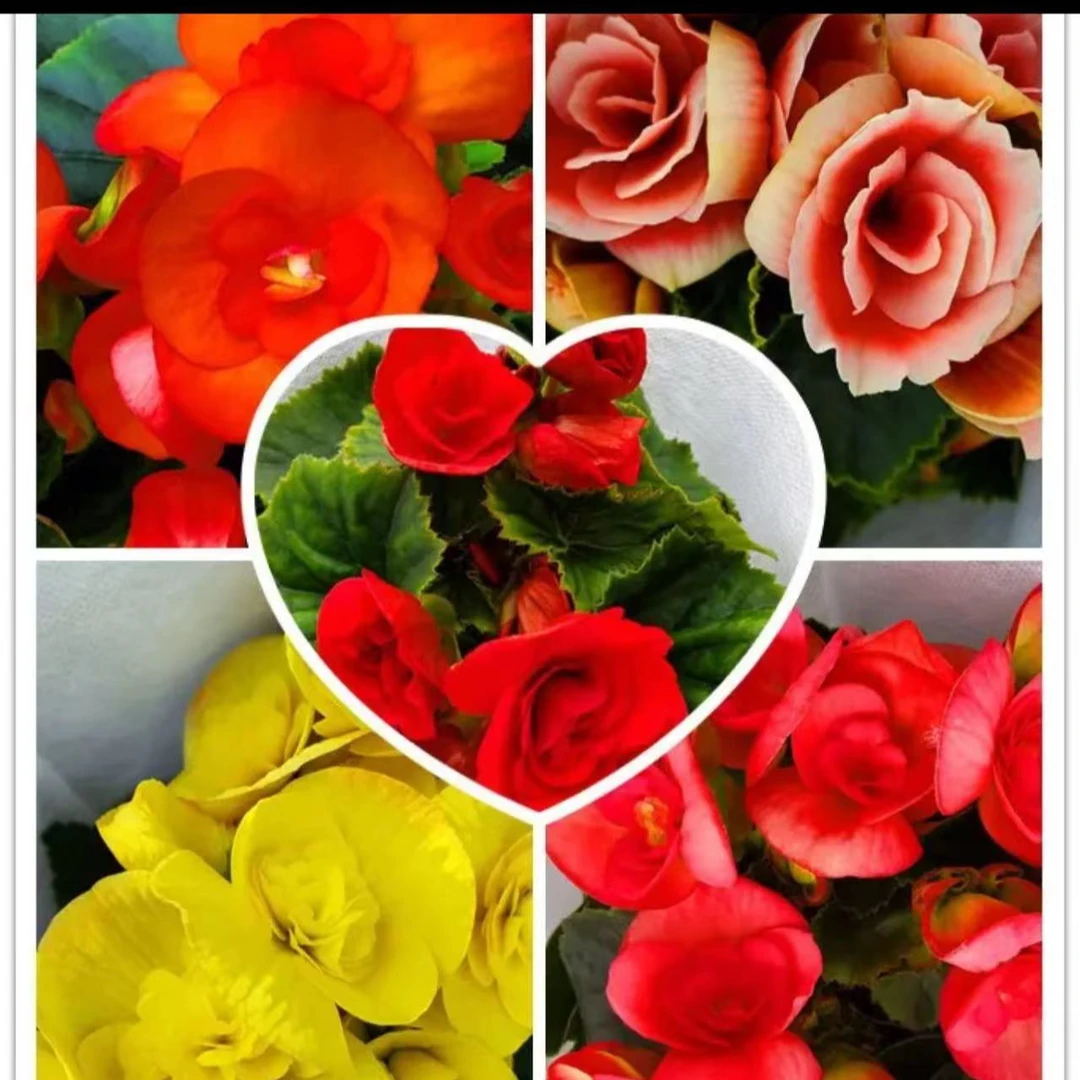 丽格海棠花盆栽四季开带花发好养活花期长阳台庭院玫瑰海棠多年生