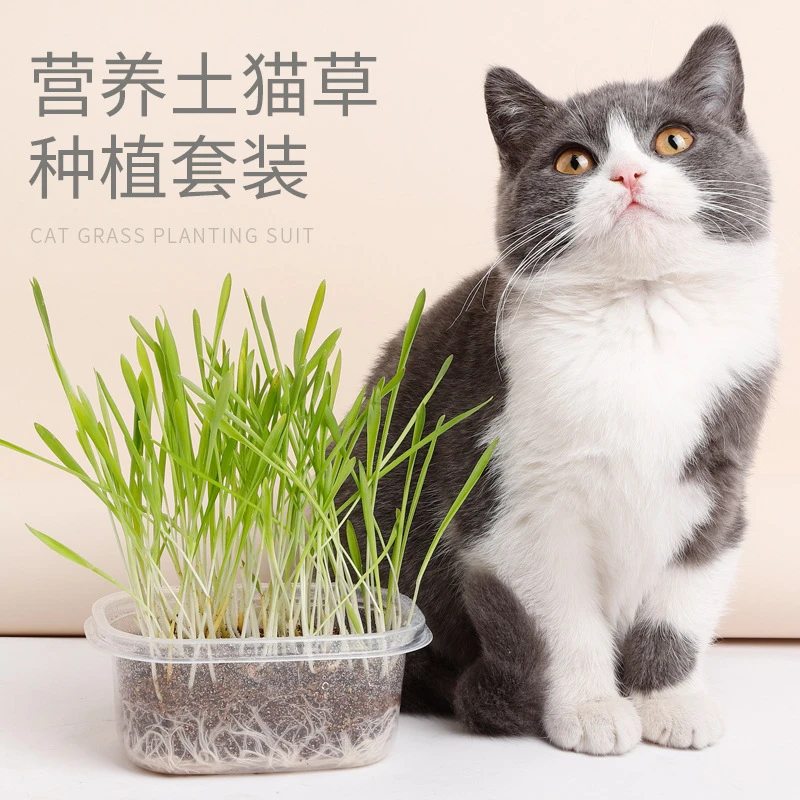 营养土猫草套装水培除毛球零食种籽盆栽
