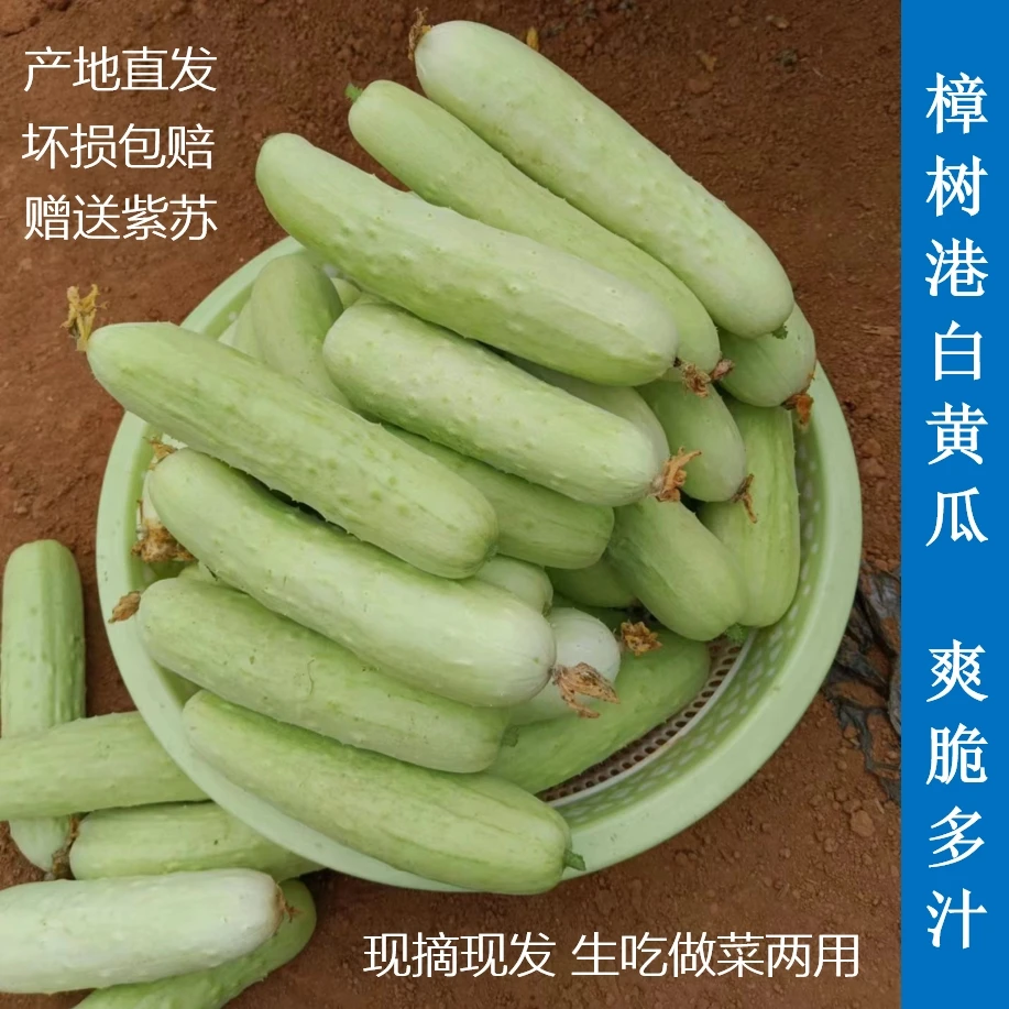 樟树港白黄瓜 湖南湘阴樟树镇 农户自种 新鲜采摘 爽脆多汁 3斤起
