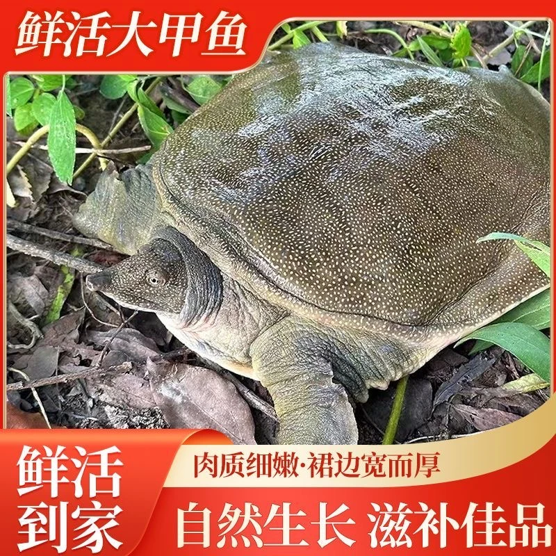老甲鱼包邮鲜活到家,死了包赔,拍一发三