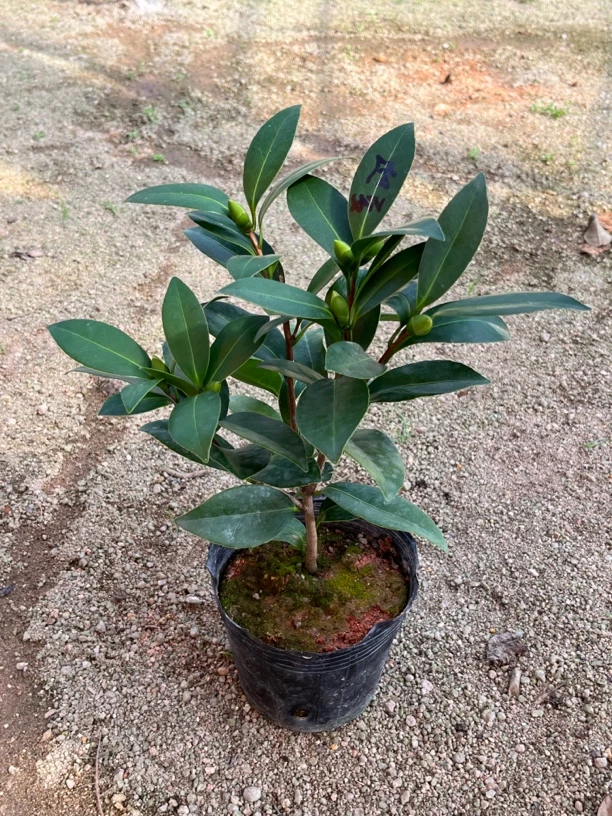 四季红山茶茶花盆栽简单易养