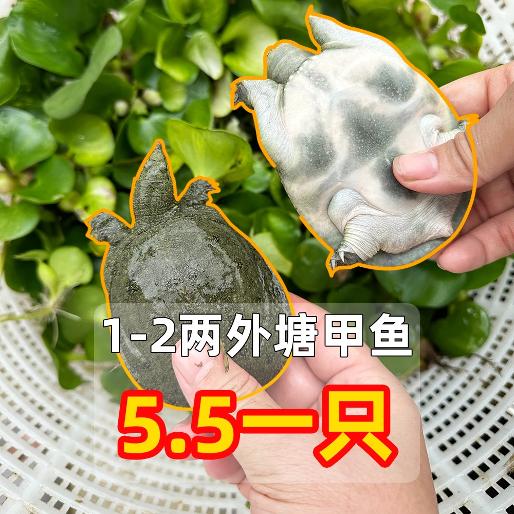 【促销】1-2两外塘甲鱼苗5.5元一只生态泥底塘养殖好过冬冷水团鱼苗