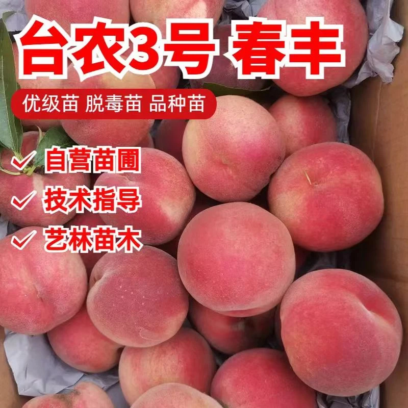 桃树苗新品种嫁接早熟蜜桃特大耐寒盆栽地栽南方北方种植当年结果