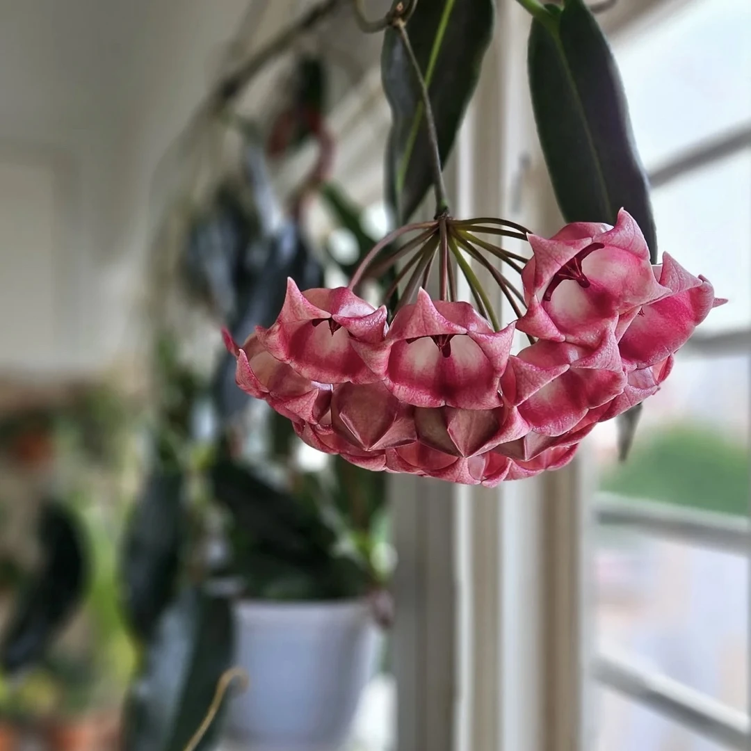 【花相恋】铃铛球兰小苗发货