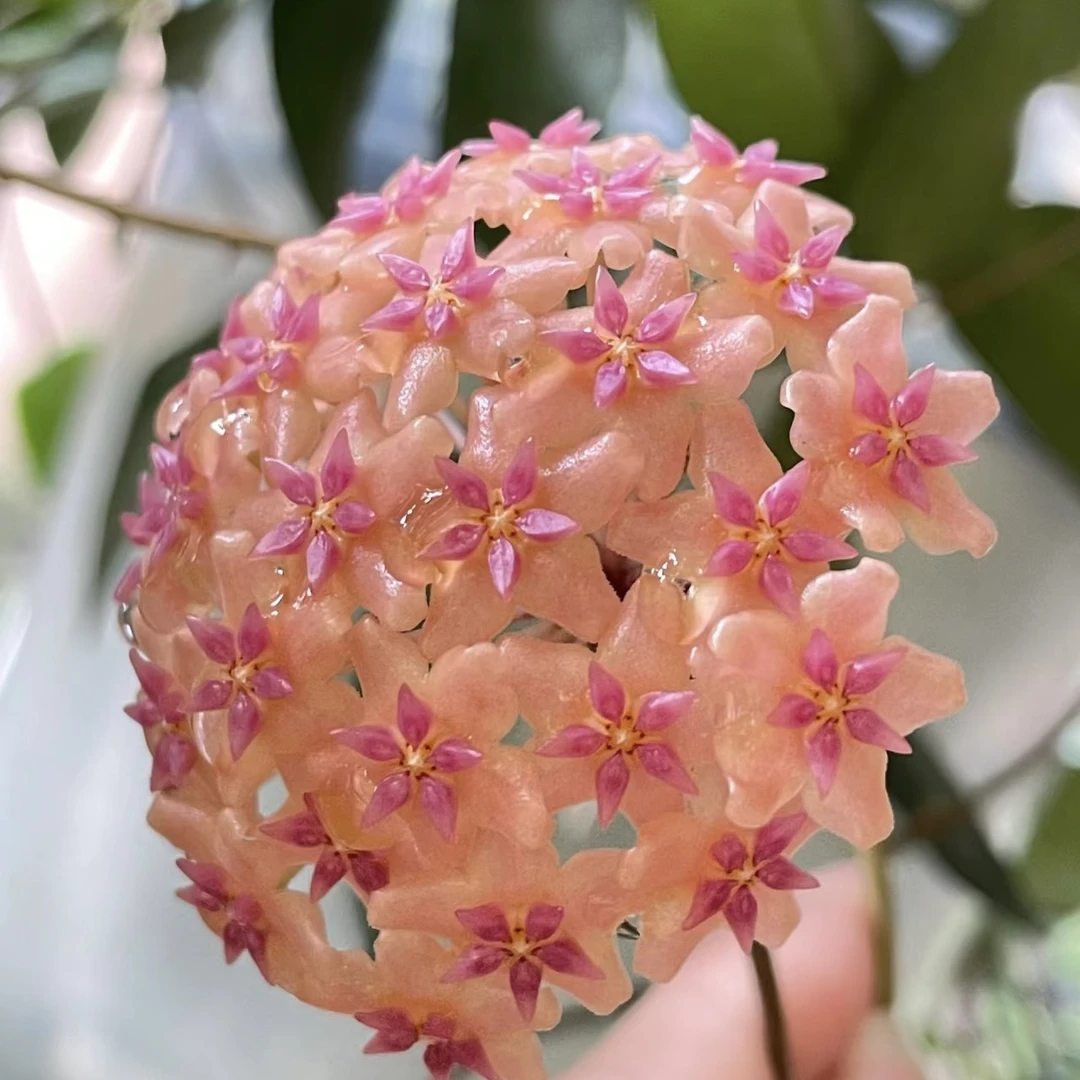 【花相恋】绯岸可可球兰室内室外盆栽开花花卉