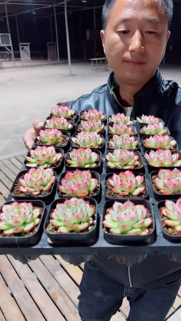 【闪购商品】桃花粉侧影两天凑单,满9.9元包邮