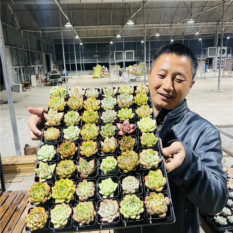 棒子肉 6方盆 9毛两盆 多肉植物  当天凑单满9.9元包邮