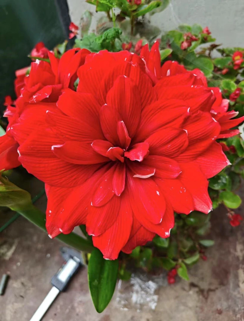 （瑕疵）蒂卡角龙 进口朱顶红种球