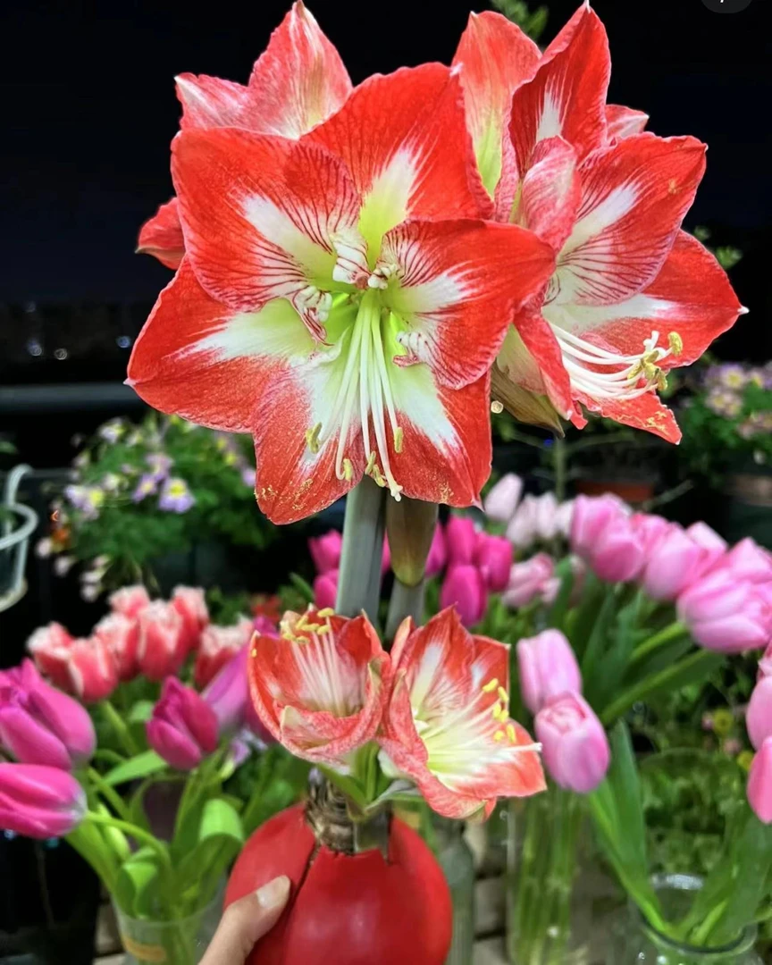 ( 花后球盆栽)米娜瓦 秘鲁进口朱顶红种球