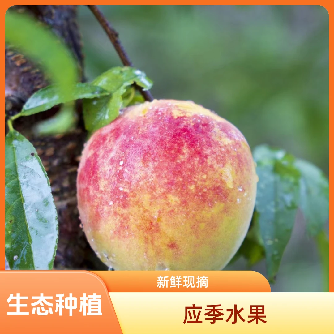 【自产】露天锦花黄桃新鲜现摘5斤应季水果脆甜包邮爆汁香甜