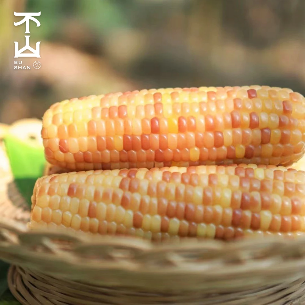 不山【西双版纳小花糯玉米】代餐轻食软糯香甜真空锁鲜营养方便