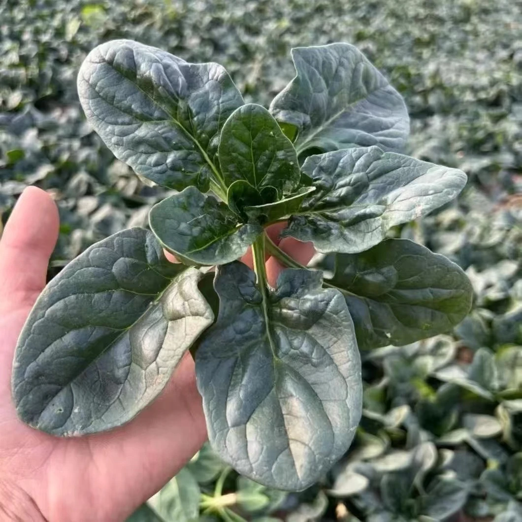 河南露天新鲜霜打红根矮杆趴地菠菜新鲜