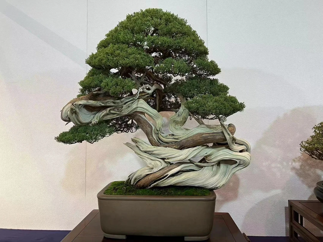 老鸭柿盆景素材，老鸦柿老鸦柿盆景