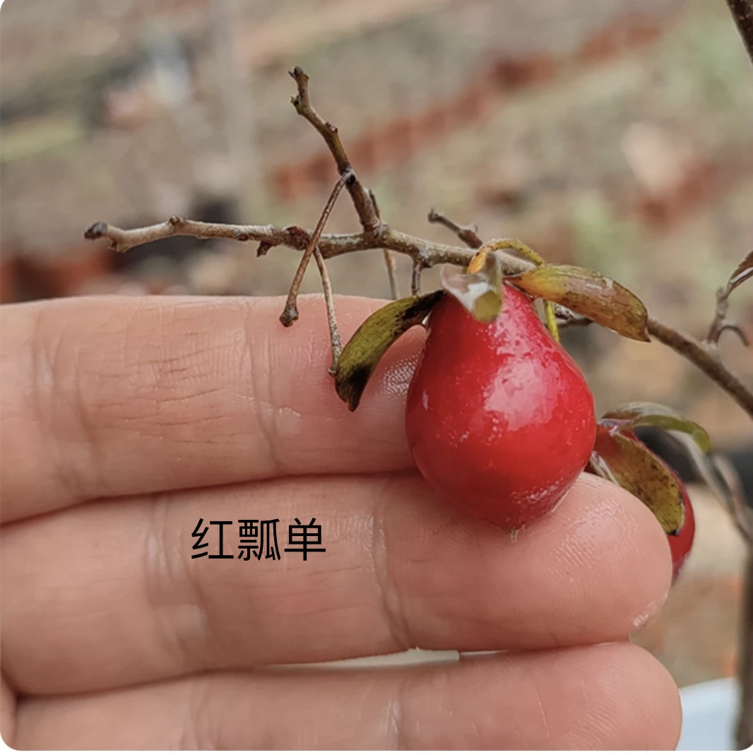 老鸭柿素材，品种，