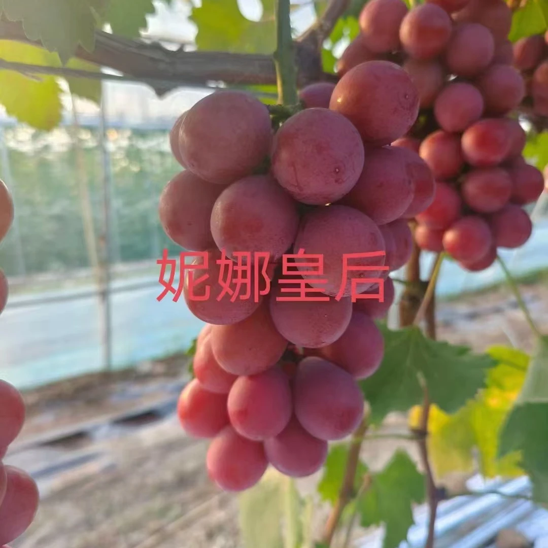 阳光玫瑰葡萄树苗盆栽带土带叶无籽果树果苗南北方种植巨峰葡萄苗