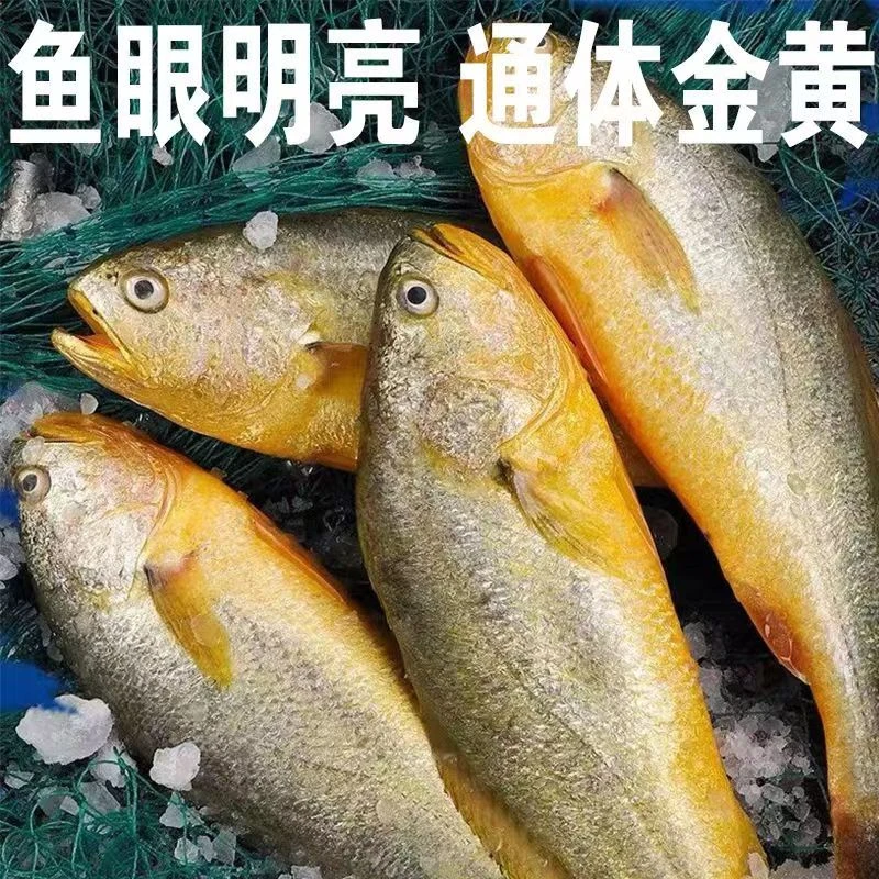 新鲜海洋大黄鱼 急冻保鲜半斤左右/条8条装一斤左右/条4条装冷冻