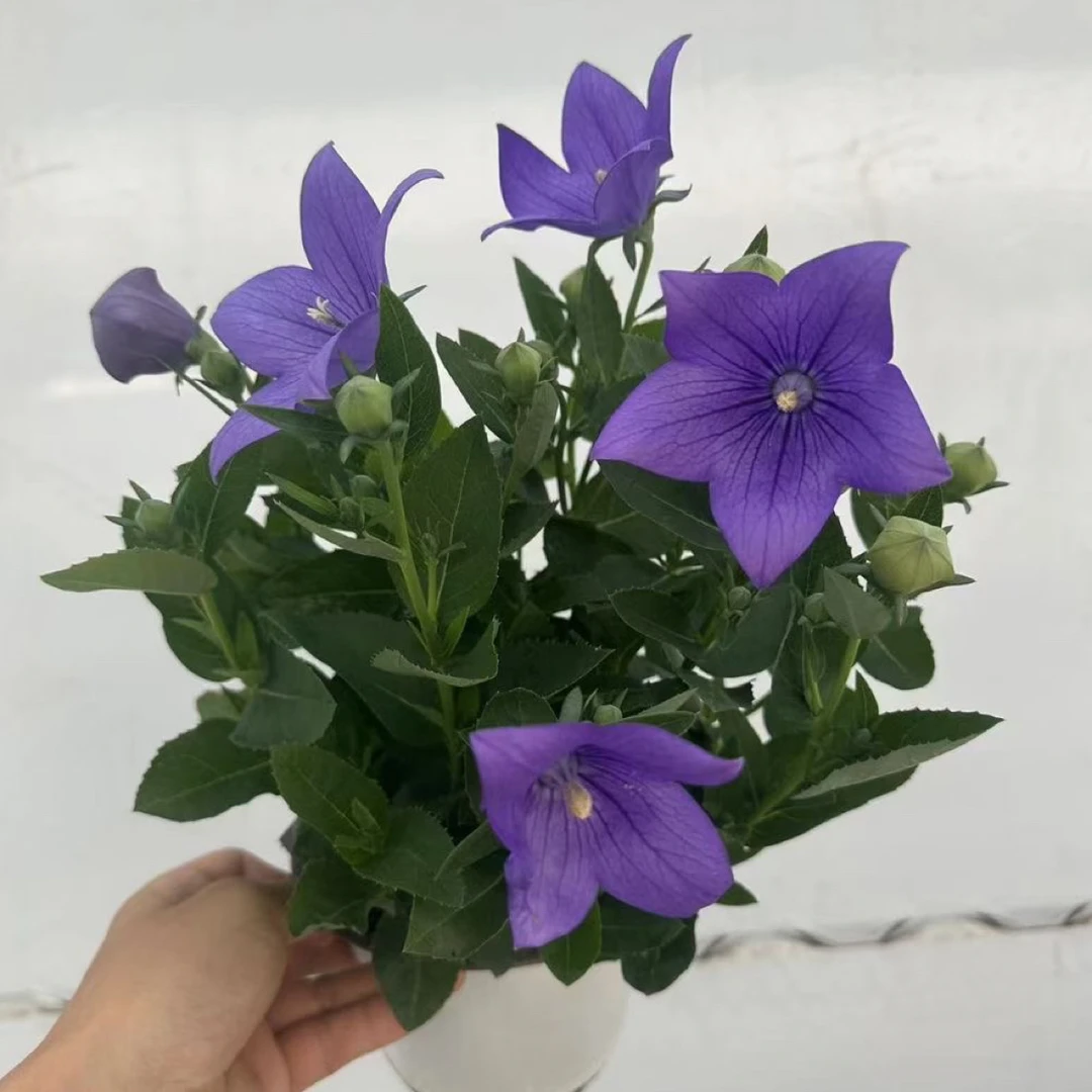 14cm中华桔梗盆栽耐热耐寒庭院阳台花园好养盆栽带花发货