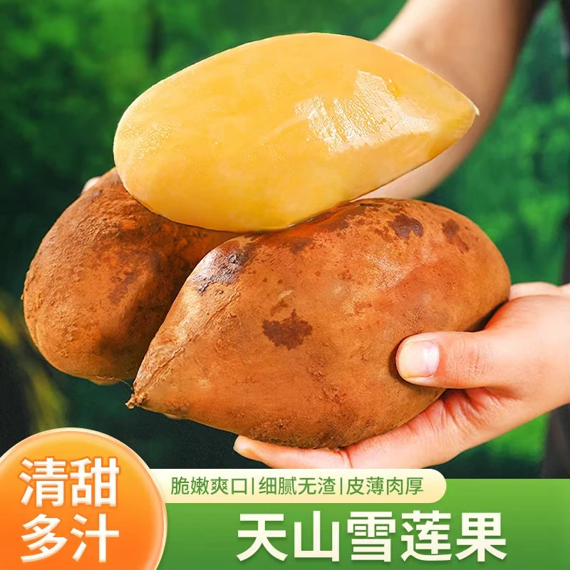 【清甜多汁】云南天山雪莲果5斤150-250g+约5-17个装送削皮刀