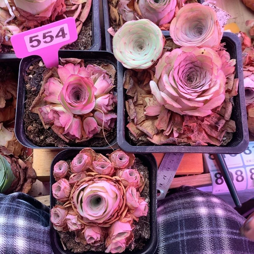 【闪购商品】组合554