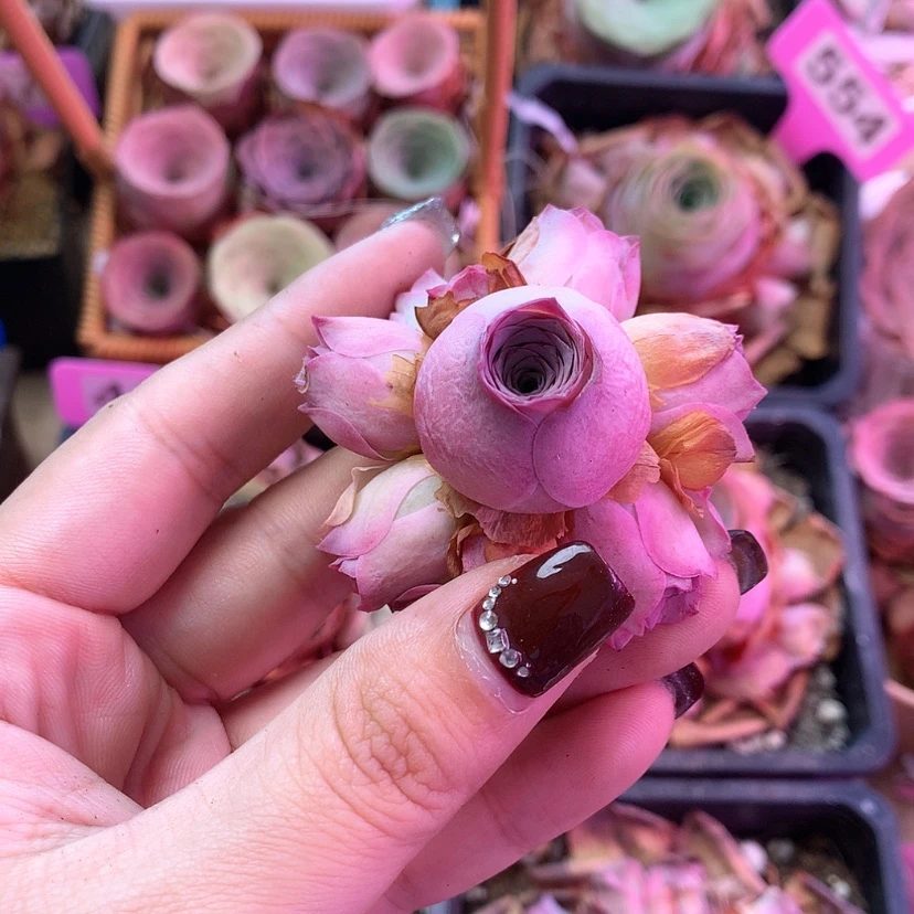 【闪购商品】依*鹿兜966