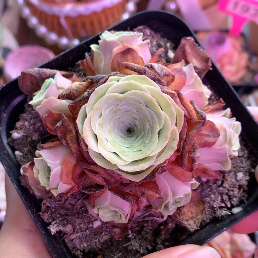 【闪购商品】小玉312