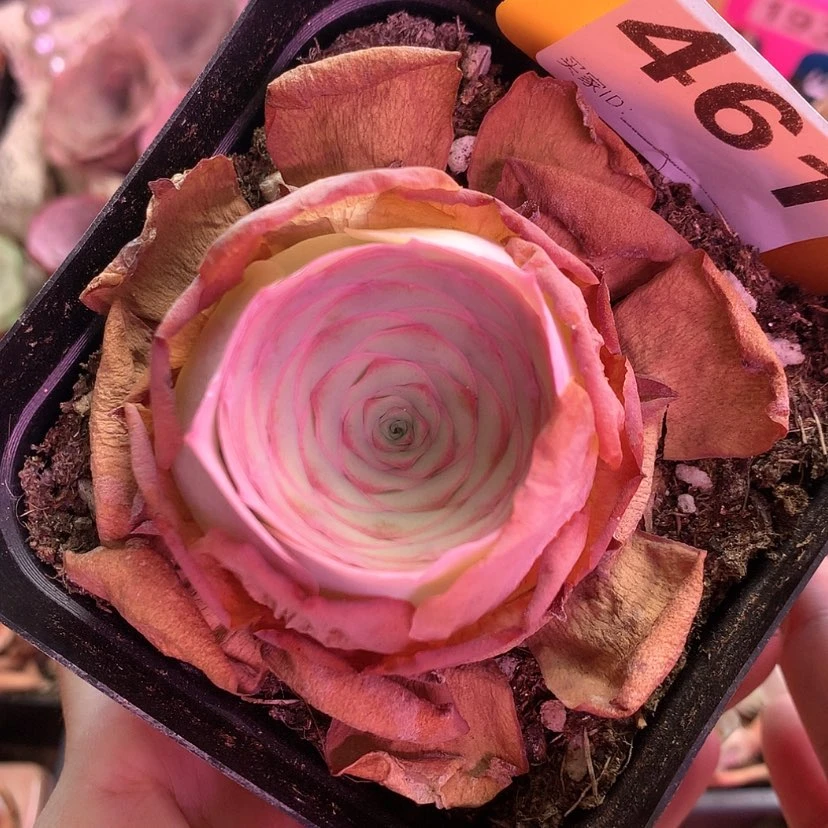 【闪购商品】震麟461