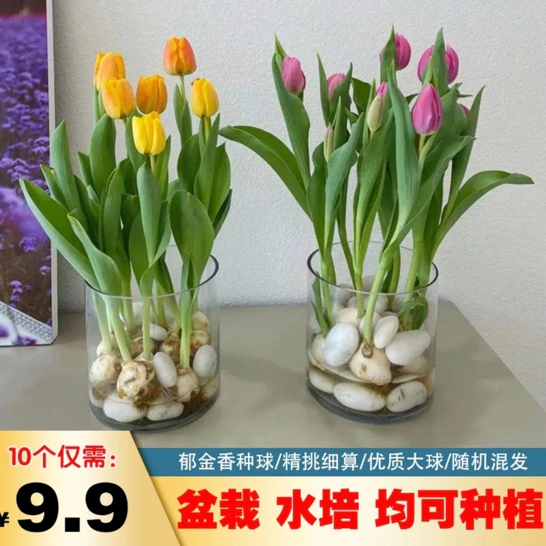 【5.88元10个郁金香种球种子】种球混色发货 四季开花阳台盆栽植物y