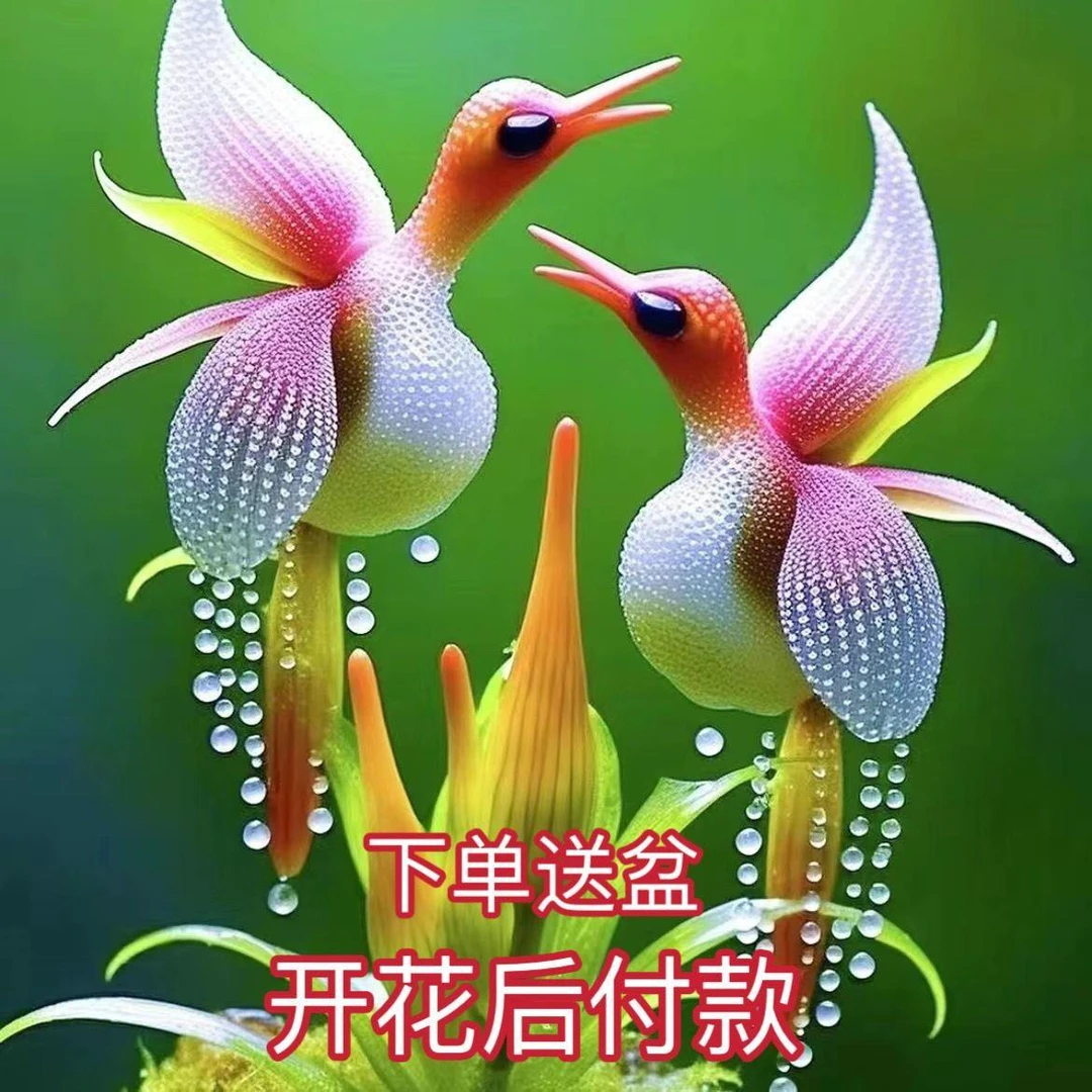 浓香凤凰兰种子盆栽耐寒耐热花四季开花室内外阳台水土培庭院绿植