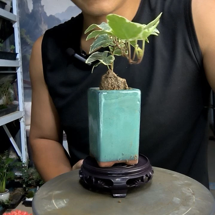 _****吖小盆景小植物一物一拍62