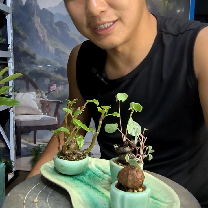 ?***️小盆景小植物一物一拍247