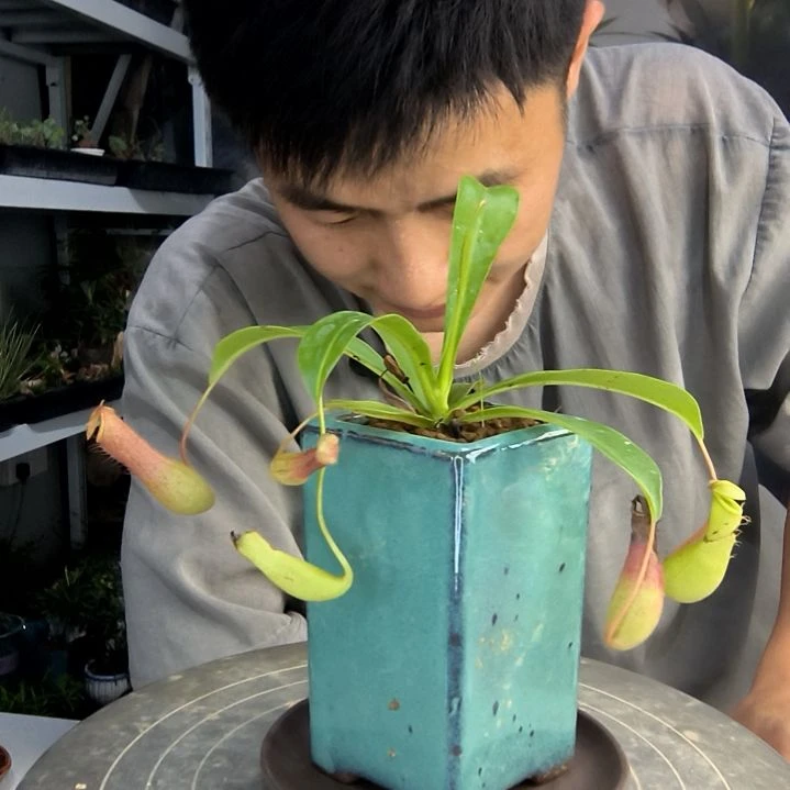真*觉中青园艺一物一拍10