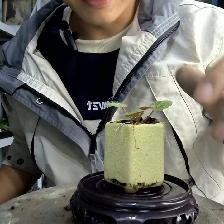 ঞ****。小盆景小植物一物一拍52