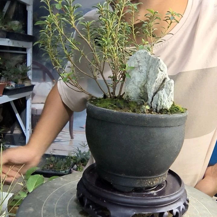 初*の小盆景小植物一物一拍131