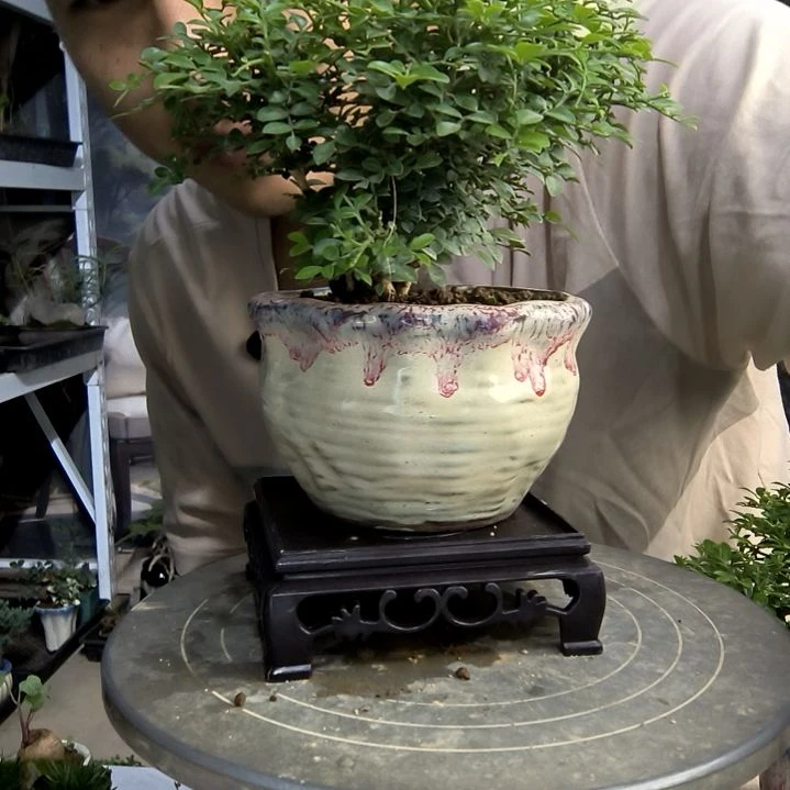 落*兰中青园艺一物一拍130