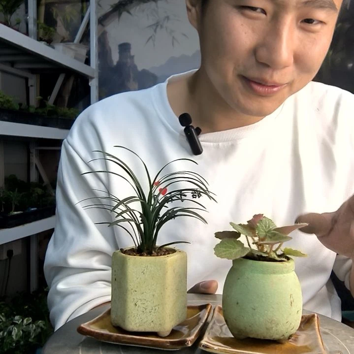 无*。小盆景小植物一物一拍140