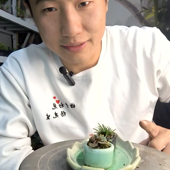 无*。小盆景小植物一物一拍257