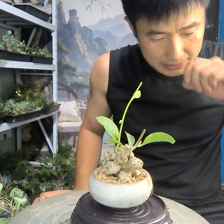 阿*～小盆景小植物一物一拍33